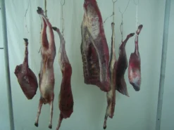 Dapper Cadaver Workshop Gory Butcher Shop Goat Quarters 2 Piece