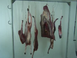 Dapper Cadaver Workshop Headless Skinned Goat Gory Butcher Shop