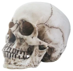 Pacific Trading Cast Hera Skull Skeletons, Skulls & Bones