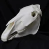 Valley Anatomical Preparations Inc. Farm Animal Props Horse Skull Replica