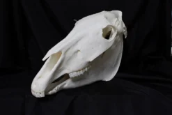 Valley Anatomical Preparations Inc. Farm Animal Props Horse Skull Replica