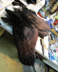 Rachael Lee Goodman Severed Horse Head Prop - Special Order