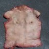 Dapper Cadaver Workshop Torsos And Half Bodies Human Torso Skin
