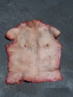 Dapper Cadaver Workshop Torsos And Half Bodies Human Torso Skin