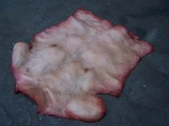 Dapper Cadaver Workshop Torsos And Half Bodies Human Torso Skin