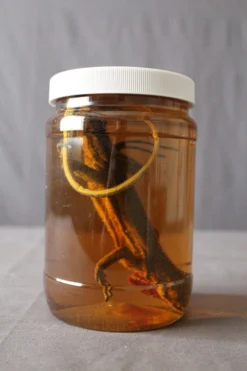 Dapper Cadaver Workshop Small Iguana Replica Specimen Jar New Haunt Props