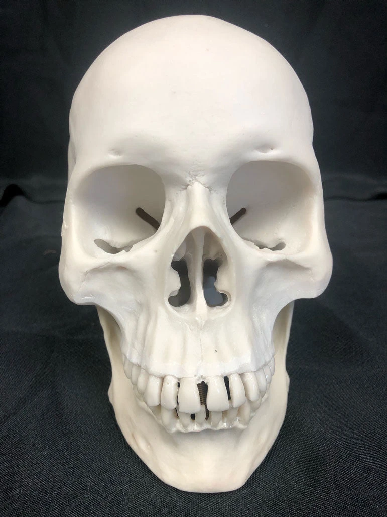 Nose Desserts Life Size Human Skull Replica 2 Nose Desserts Life Size Human Skull Replica