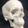 Nose Desserts Life Size Human Skull Replica