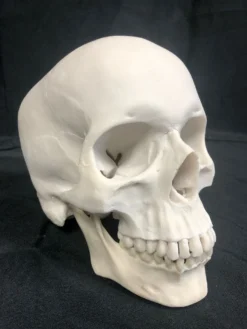 Nose Desserts Life Size Human Skull Replica