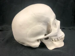 Nose Desserts Life Size Human Skull Replica 5 Nose Desserts Life Size Human Skull Replica
