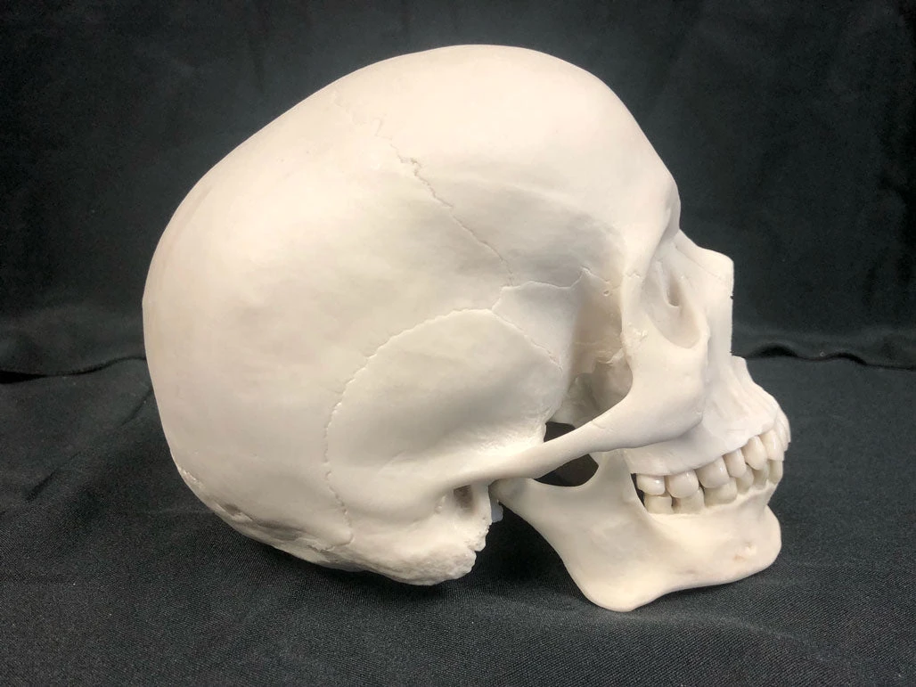 Nose Desserts Life Size Human Skull Replica 3 Nose Desserts Life Size Human Skull Replica