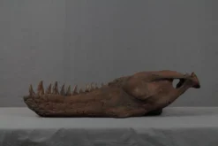 Gaston Design Stunt Tarbosaurus Jawbone Rental
