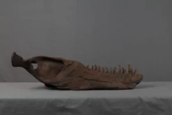 Gaston Design Stunt Tarbosaurus Jawbone Rental