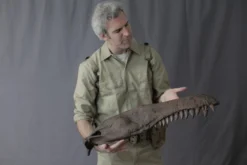 Gaston Design Stunt Tarbosaurus Jawbone Rental