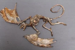 Dapper Cadaver Workshop Mummified Baby Dragon New Haunt Props