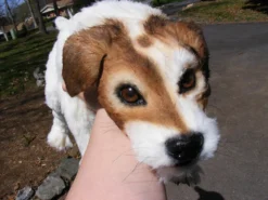 Rachael Lee Goodman Jack Russell Terrier Dog Prop Rental Animal Props