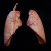 Dapper Cadaver Workshop Lungs Pair, Large Prop Organs