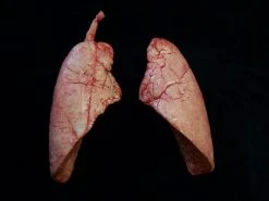 Dapper Cadaver Workshop Lungs Pair, Large Prop Organs
