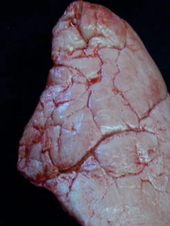 Dapper Cadaver Workshop Lungs Pair, Large Prop Organs