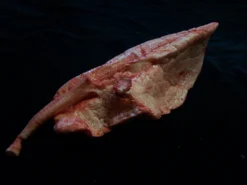 Dapper Cadaver Workshop Right Large Lung Prop Organs 6 Dapper Cadaver Workshop Right Large Lung Prop Organs