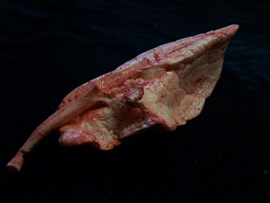 Dapper Cadaver Workshop Right Large Lung Prop Organs 3 Dapper Cadaver Workshop Right Large Lung Prop Organs