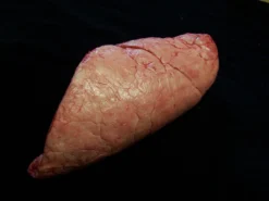 Dapper Cadaver Workshop Left Large Lung