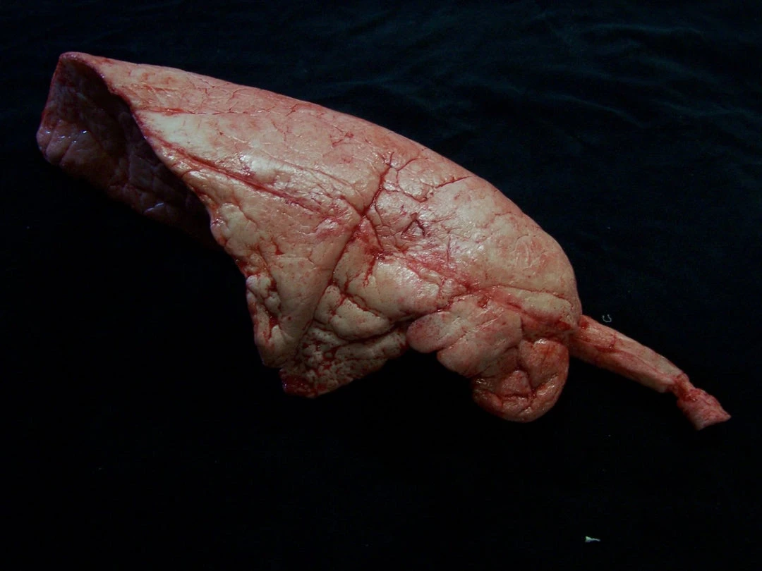 Dapper Cadaver Workshop Right Large Lung Prop Organs 1 Dapper Cadaver Workshop Right Large Lung Prop Organs