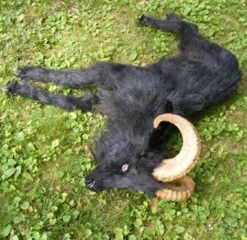 Rachael Lee Goodman Farm Animal Props Black Ram Goat Prop - Special Order