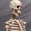 Dapper Cadaver Workshop Academic Skeleton
