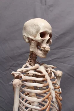 Dapper Cadaver Workshop Academic Skeleton