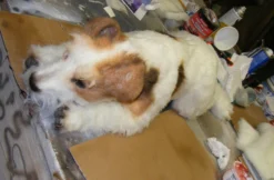 Dapper Cadaver Workshop Spotted Terrier Dog Prop Dog & Cat Props