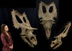 Gaston Design Dinosaur Props Triceratops Skull Replica Rental