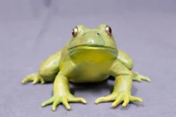 Safari LTD Reptiles, Sealife & More Realistic Rubber Frog