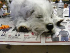 Dapper Cadaver Props Animal Props Mongrel Lapdog Rental