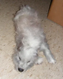 Dapper Cadaver Props Animal Props Mongrel Lapdog Rental