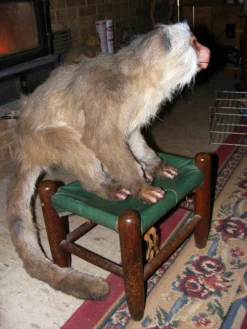 Rachael Lee Goodman Capuchin Monkey Prop - Special Order