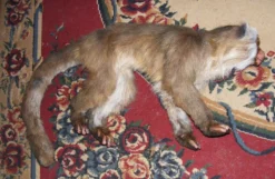 Rachael Lee Goodman Capuchin Monkey Prop - Special Order