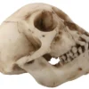 Pacific Trading Budget Monkey Skull Animal Skulls & Skeletons