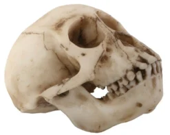 Pacific Trading Budget Monkey Skull Animal Skulls & Skeletons