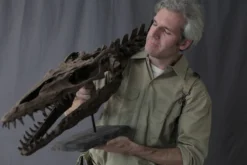 Gaston Design Mosasaur Skull Rental Dinosaur Props