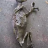 Dapper Cadaver Workshop Mummified Dog