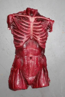 Dapper Cadaver Workshop New Haunt Props Muscle Torso Skin