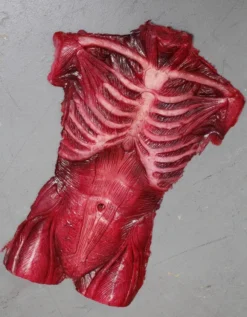 Dapper Cadaver Workshop New Haunt Props Muscle Torso Skin