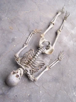 Dapper Cadaver Workshop Open Rib Skeleton Skeletons, Skulls & Bones