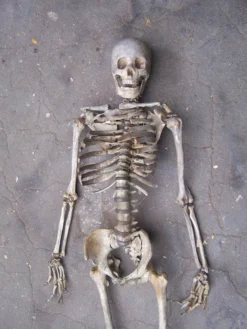 Dapper Cadaver Workshop Open Rib Skeleton Skeletons, Skulls & Bones