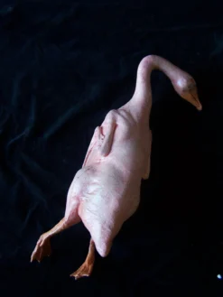 Dapper Cadaver Workshop Plucked Goose Village Props