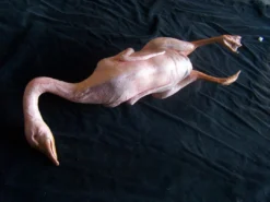 Dapper Cadaver Workshop Plucked Goose Village Props