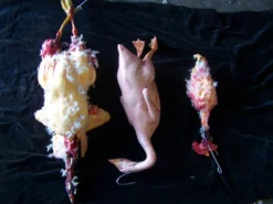 Dapper Cadaver Workshop Plucked Goose Village Props