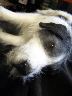 Rachael Lee Goodman Pointer Dog Prop Dog & Cat Props