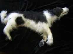 Rachael Lee Goodman Pointer Dog Prop Dog & Cat Props